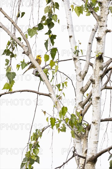 Yellowhammer