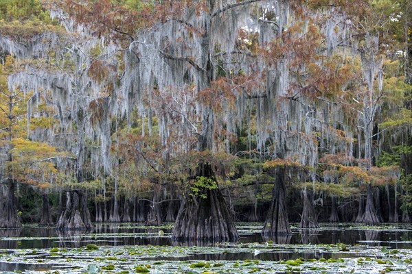 Bald cypresses