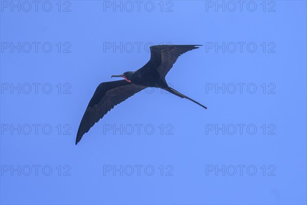 Male magnificent frigatebird