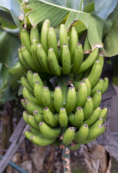 Banana tree in Funchal