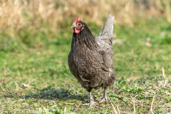 Hen in a farmyard. Educational Farm