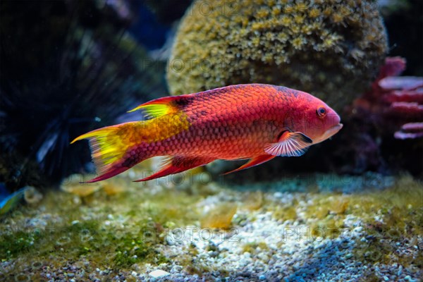 Spotfin hogfish