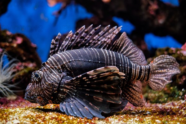 Red lionfish