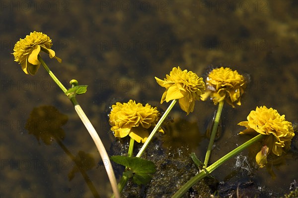 Flowers of a double marsh marigold