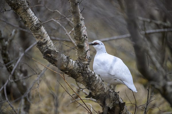 Rock Ptarmigan