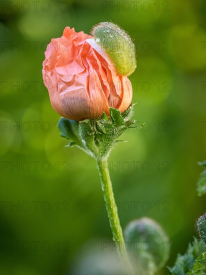 Oriental poppy