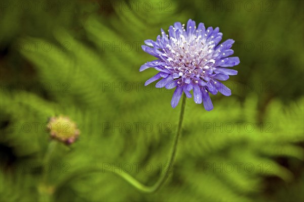 Field widow's-flower