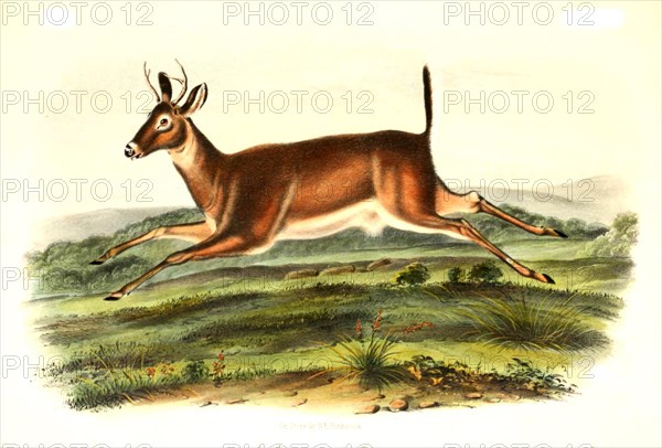 White-tailed deer