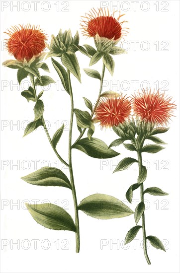 Carthamus sativus safflor