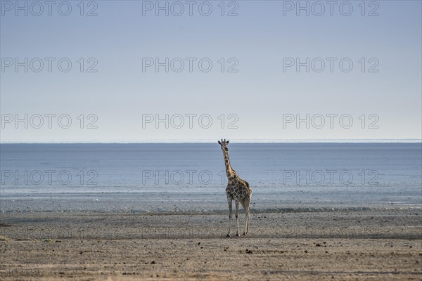 Angolan giraffe