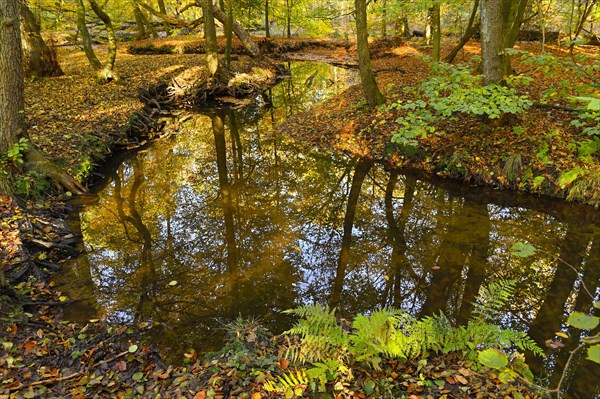 Rotbach in the autumnal Hiesfeld Forest