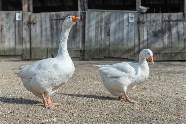 Domestic geese