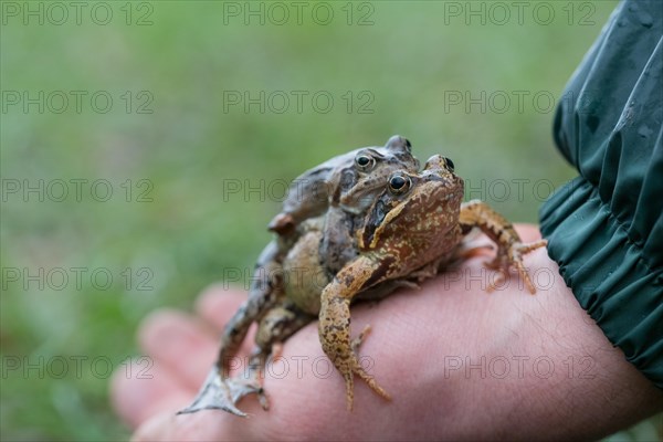 Grasfrosch