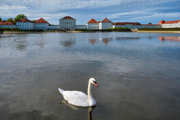 Swans in pond in front of the Nymphenburg Palace