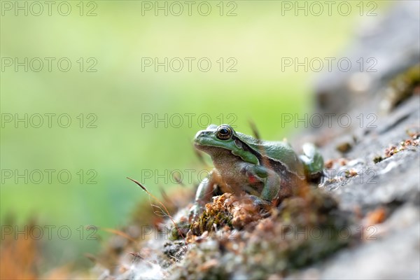 Europaeischer Laubfrosch