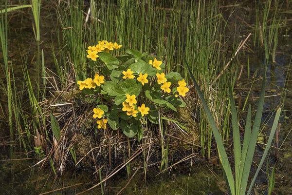 Marsh marigolds