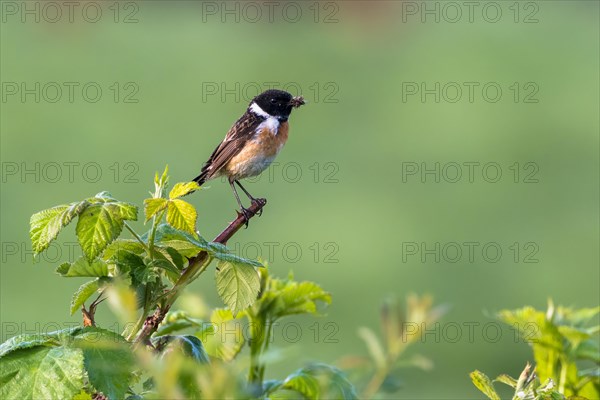 Stonechat