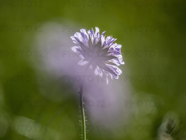 Field scabious