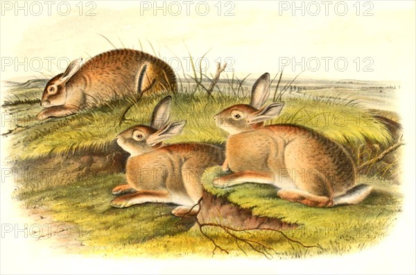Wormwood hare