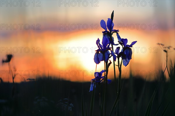 Siberian iris