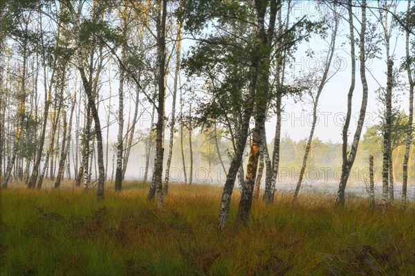 Warty birch