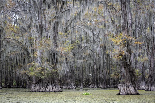 Bald cypresses