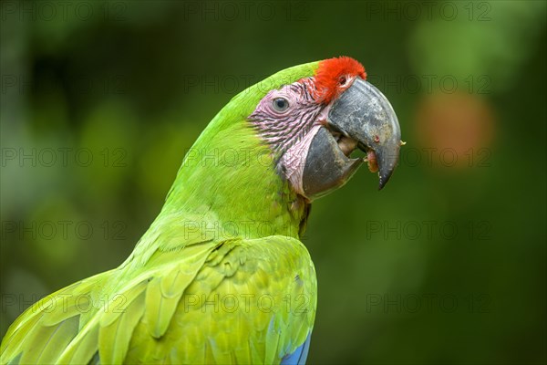 Great green macaw