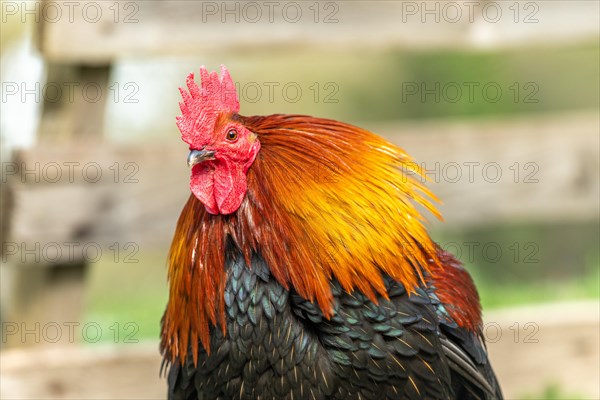 Portrait of a Rooster in a farmyard. Educational Farm