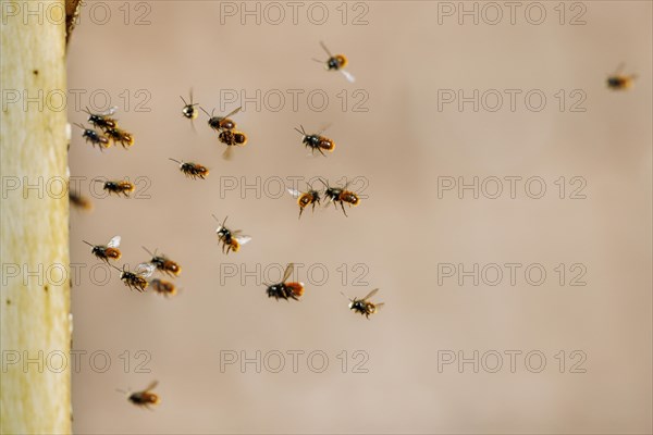 Gehoernte Mauerbienen