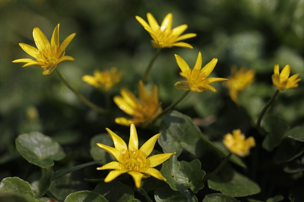 Lesser celandine