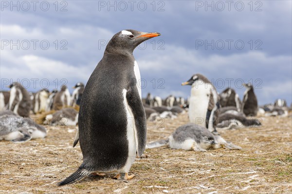 Eselspinguin