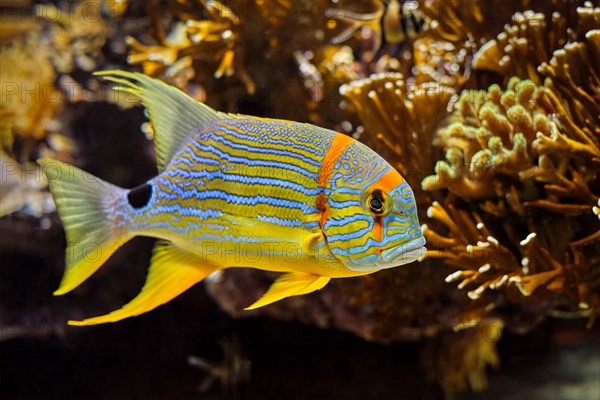 Sailfin snapper blue-lined sea bream