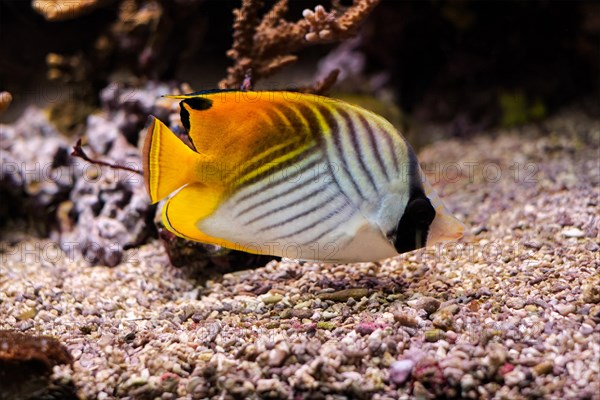 Threadfin butterflyfish