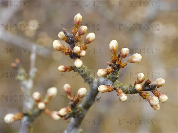 Knospen am Ast des Weissdorn