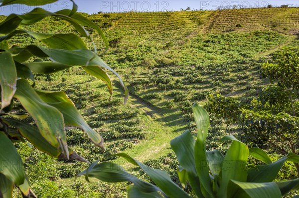 View of a pitahaya plantation