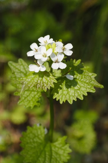 Garlic mustard