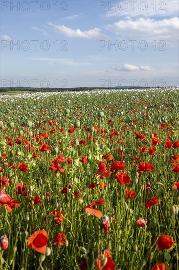 Field with Waldviertel grey poppy