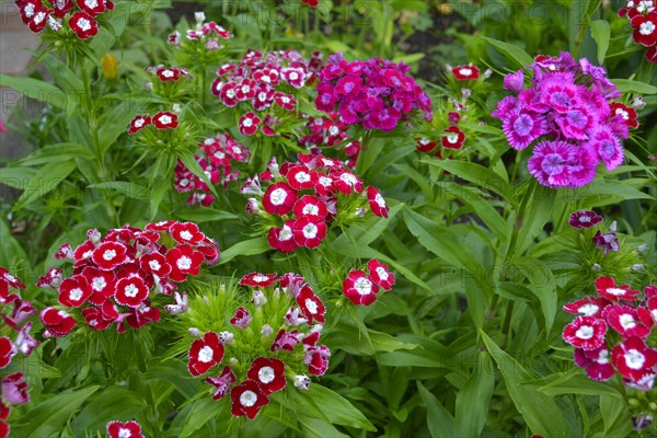 Bearded carnations flowering in the garden