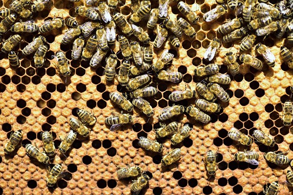 Workers of the honey bee