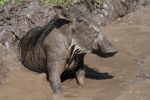 Common warthog