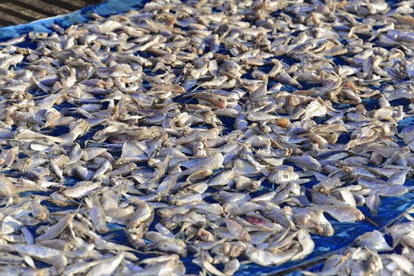 (Pisces) Ngapali Beach, Thandwe, Burma, Burma, Myanmar, Asia