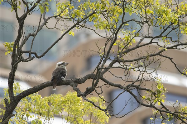 Laughing kookaburra