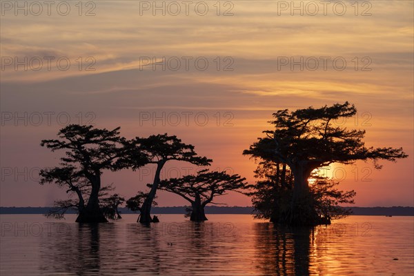 Bald cypresses