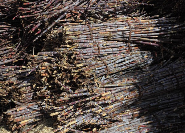 Cut sugar cane