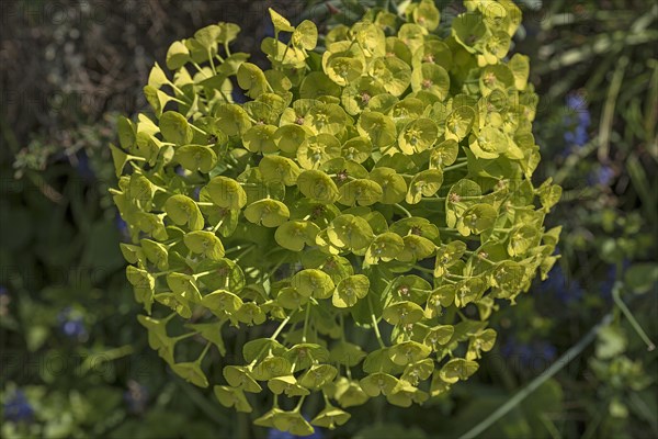 Mediterranean spurge