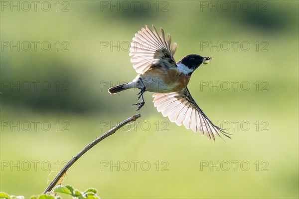 Stonechat