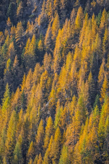 Larch forest in autumn