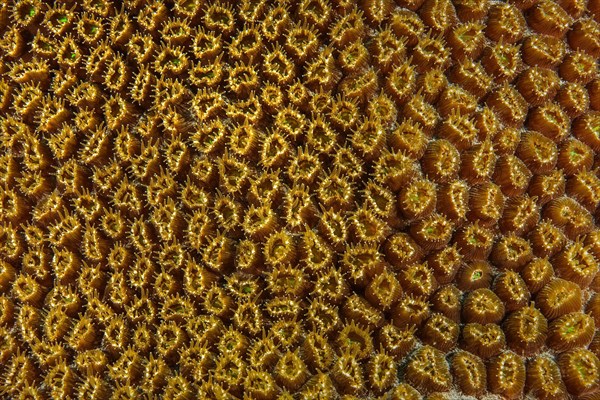 Close-up of opening polyps of great star coral