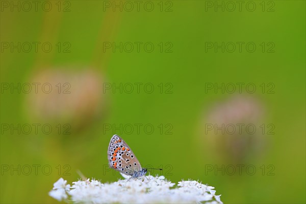 Gossamer winged butterfly