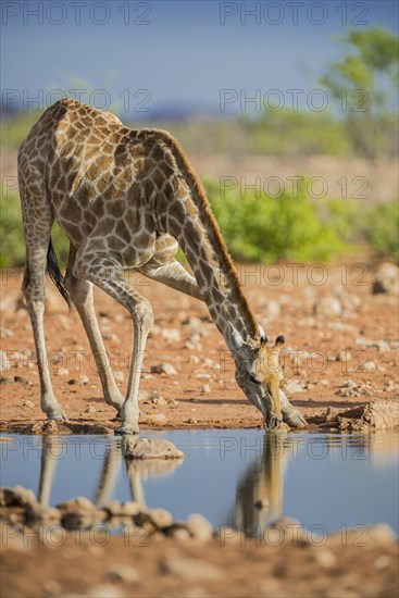 Angolan giraffe